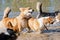 Several happy Welsh Corgi dogs playing and jumping in the water on the beach