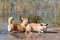 Several happy Welsh Corgi dogs playing and jumping in the water on the beach