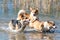 Several happy Welsh Corgi dogs playing and jumping in the water on the beach