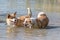 Several happy Welsh Corgi dogs playing and jumping in the water on the beach