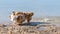 Several happy Welsh corgi dogs playing and jumping in the water on the beach