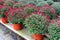 Several hardy mums in pots with green leaves that make pretty design around the flowers