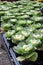 Several heads of ornamental cabbage, with leaves that make pretty design around the center