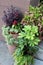 Several healthy potted plants on front stoop of country home