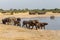Several heard of African elephants at waterhole