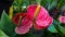 Several heart-shaped flowers of Red Anthurium