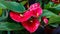 Several heart-shaped flowers of Red Anthurium