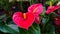 Several heart-shaped flowers of Red Anthurium