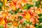 Several Hemerocallis fulva or orange Daylily blooming in garden