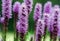 Several high and fluffy lilac flowers