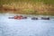 Several Hippos enjoying the water.