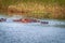 Several Hippos enjoying the water.