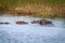 Several Hippos enjoying the water.