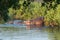 Several hippos in a river