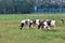 Several Holstein cows eating grass in a pasture