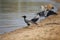 Several hooded crows sit on the sandy shore of the lake.