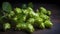 Several hops cones arranged in a pattern on a dark background, with their unique spiky shape and green color.