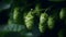 Several hops cones arranged in a pattern on a dark background, with their unique spiky shape and green color.