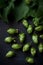 Several hops cones arranged in a pattern on a dark background, with their unique spiky shape and green color.