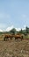 Several horse grassing in savannah