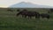 Several horses eating grass in a high mountain pasture. In the background is a silhouette of a mountain and a sunset. The concept