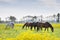 Several horses grazing in green meadow with yellow rapeseed flowers