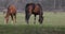 Several horses on the lawn in spring