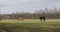 Several horses on the lawn in spring