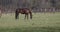 Several horses on the lawn in spring