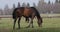 Several horses on the lawn in spring