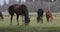 Several horses on the lawn in spring