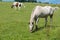 Several horses on the meadow feeding in the sun