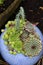 Several houseleeks in a ceramic ball on dark soil