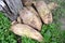 Several huge beets lie near a tree trunk