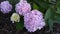 Several hydrangea blooms