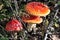 Several inedible mushrooms
