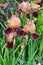 Several iris flowers of unusual color
