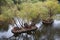 Several Islands in the pond, lined with cobblestones, houses for birds, trees. Nature, ecology