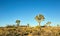 Several Joshua trees Yucca brevifolia