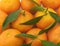 Several juicy mandarin