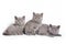 Several kittens lying