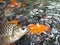 several koi fish in a pond in clear water