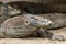 Several Komodo Dragons hiding under a house