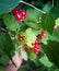 Several ladybirds sit on a green leaf of a currant bush in the garden.