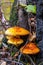 Several large beautiful toadstools with orange hats grow near the birch