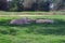 Several large lions rest on the green grass