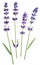 Several lavandula or lavender flowers on white background