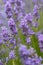 Several lavendar flowers in a garden.