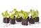 Several lettuce seedlings in dirt