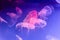 Several light pink jellyfish on blue background